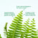 Sword Fern