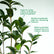 Ficus