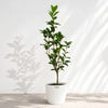 Ficus
