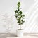 Ficus