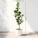 Ficus