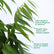 Ficus Alii