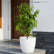 Ficus Alii