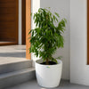 Ficus Alii