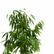 Ficus Alii