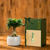 indoor plant gifts