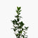 Ficus