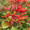 Fire Bush