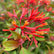 Fire Bush