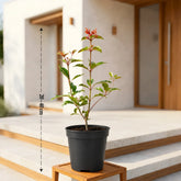fire bush plant with pot