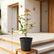 fire bush plant with pot