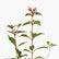 Fire Bush
