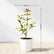 Fire Bush