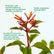 Fire Bush