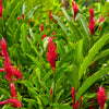 Alpinia Purpurata(Red Ginger)