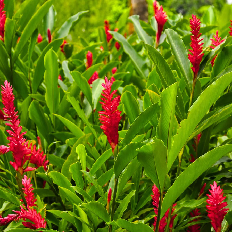 alpinia purpurata red ginger