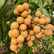 Longan Four Seasons