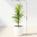 Gold Dust Croton