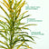 Gold Dust Croton
