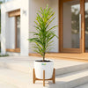 Gold Dust Croton