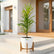 Gold Dust Croton