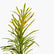 Gold Dust Croton