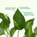 Golden Pothos