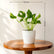 Golden Pothos