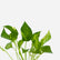 Golden Pothos