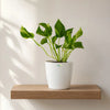Golden Pothos
