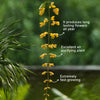 Golden Cascade