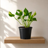 Golden Pothos