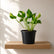 Golden Pothos