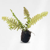 Golden Fern