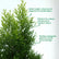 Green Cypress