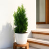 Green Cypress