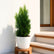 Green Cypress