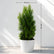 Green Cypress