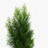 Green Cypress