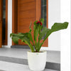 Anthurium Hookeri