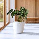 Indoor