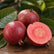 Guava Black Diamond