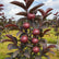 Guava Black Diamond