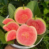 Guava Crimson Red