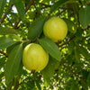 Thai Pink Guava