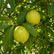 Thai Pink Guava