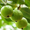 Guava VNR