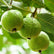Guava VNR