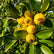 Yellow Strawberry Guava