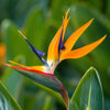 Bird of Paradise